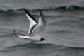 Sabine's Gull